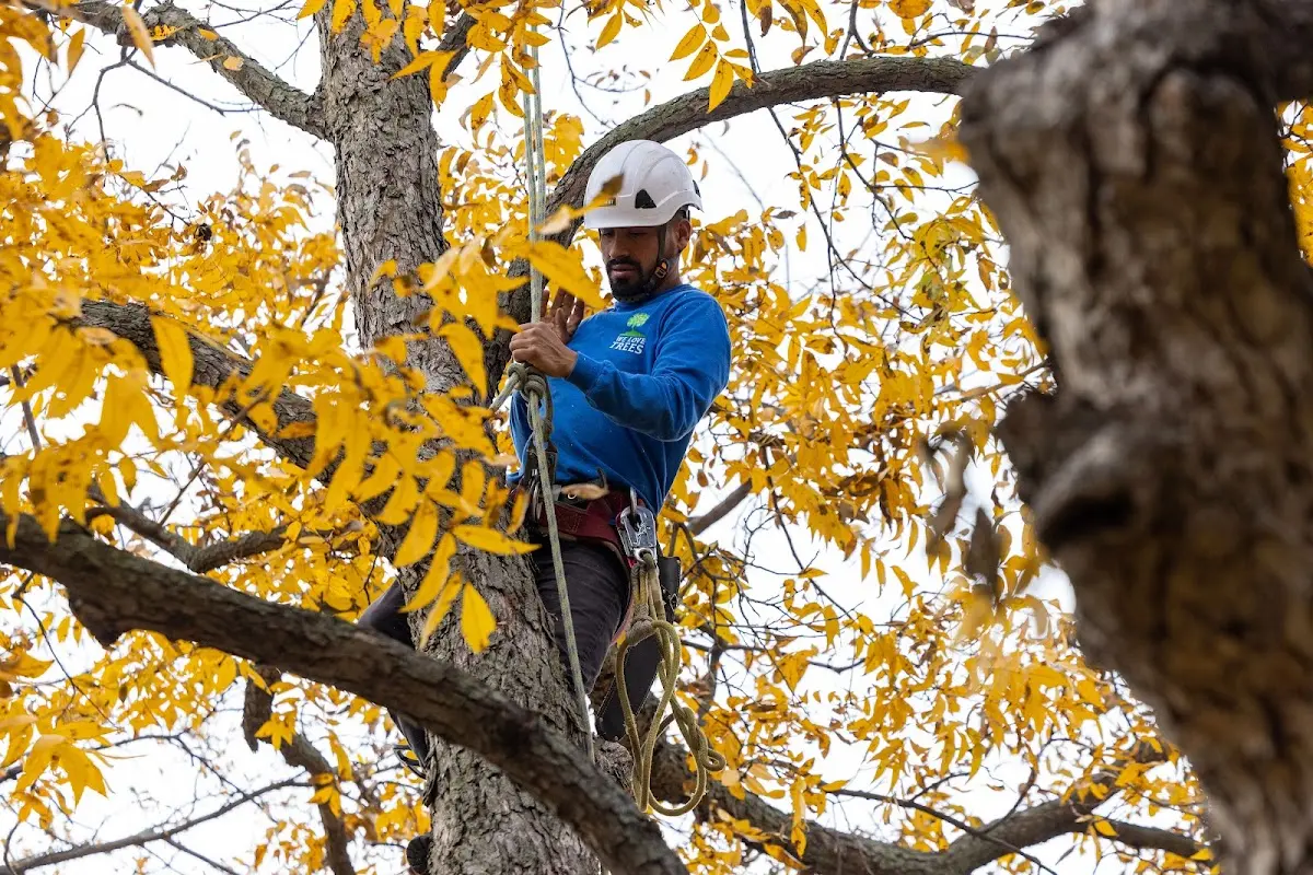 Skilled Tree Pruning crew working in Bell